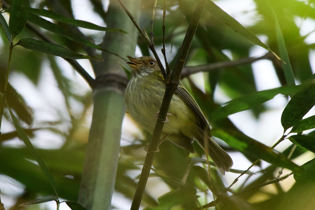Scale-crested Pygmy-Tyrant - ML645805397