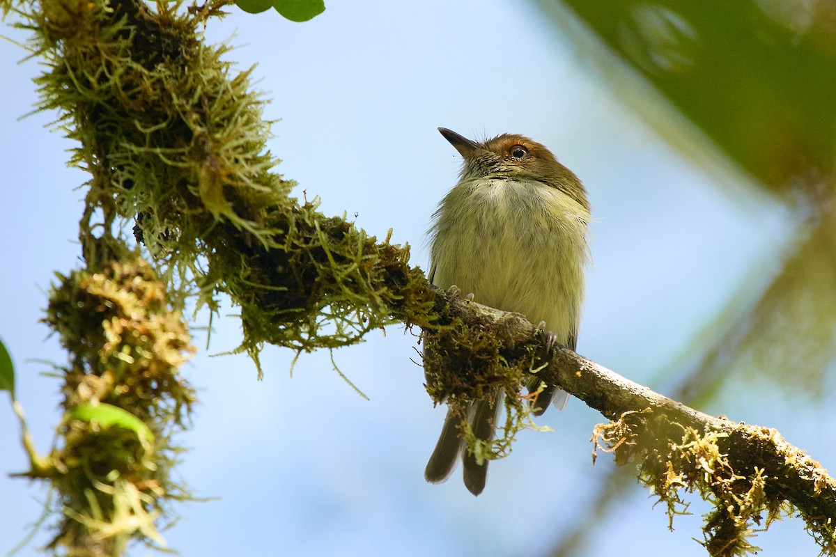 Scale-crested Pygmy-Tyrant - ML645805398