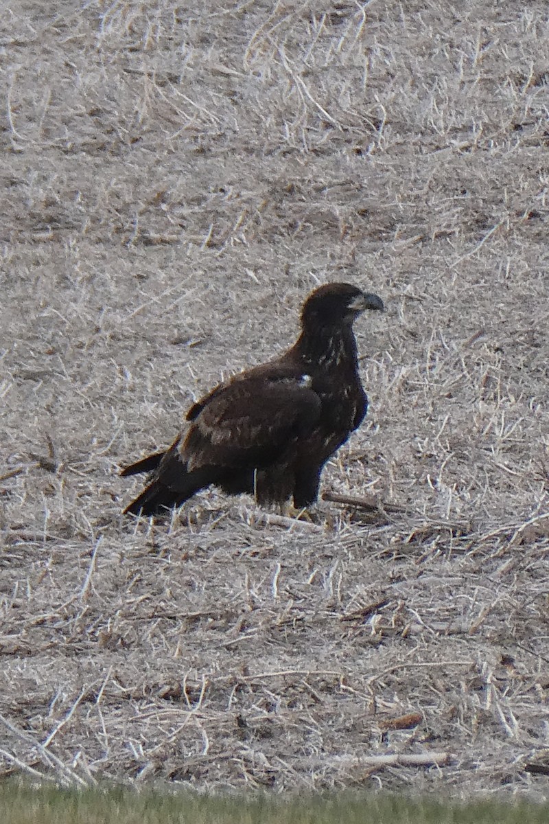 Bald Eagle - ML645805399