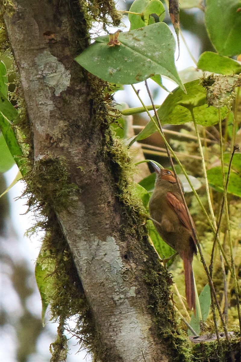 Red-faced Spinetail - ML645805401