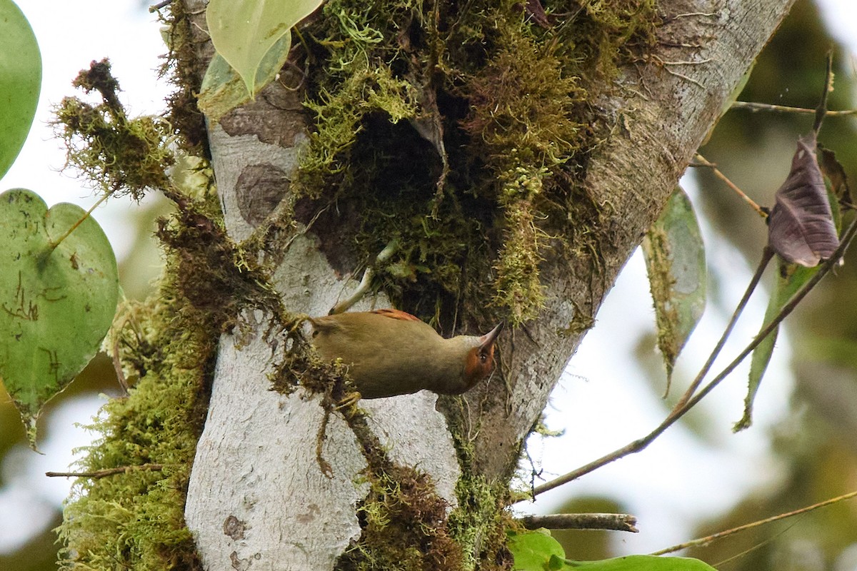 Red-faced Spinetail - ML645805402
