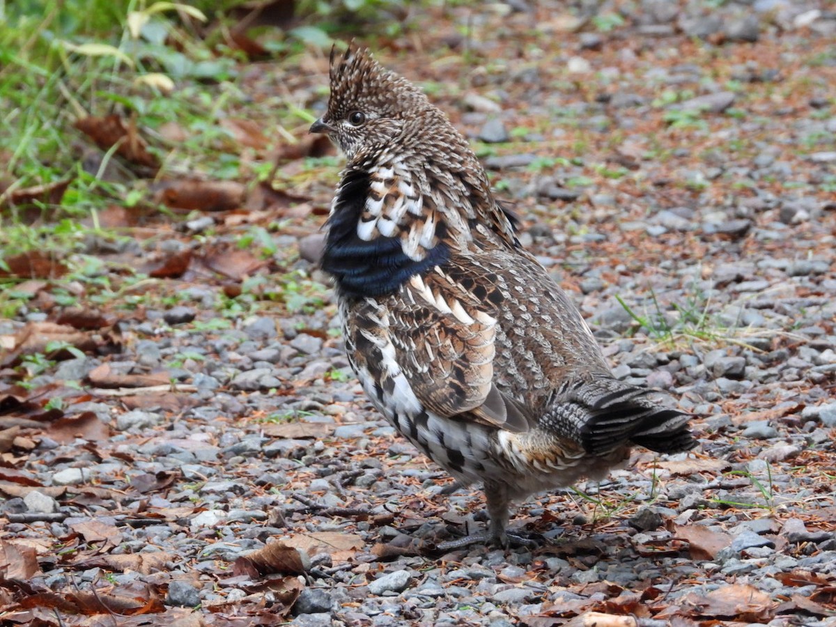 Ruffed Grouse - ML645805405