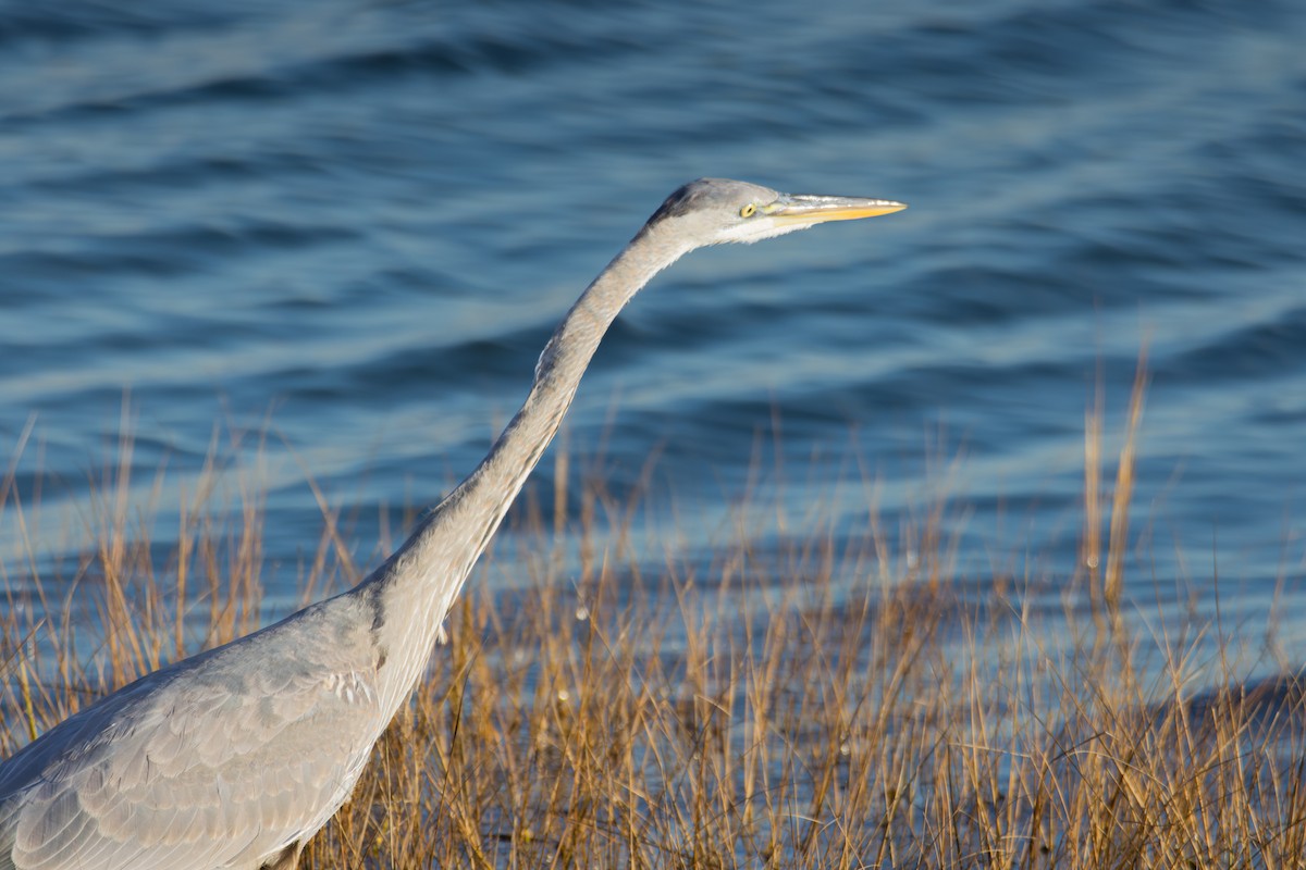 Great Blue Heron - ML645805406