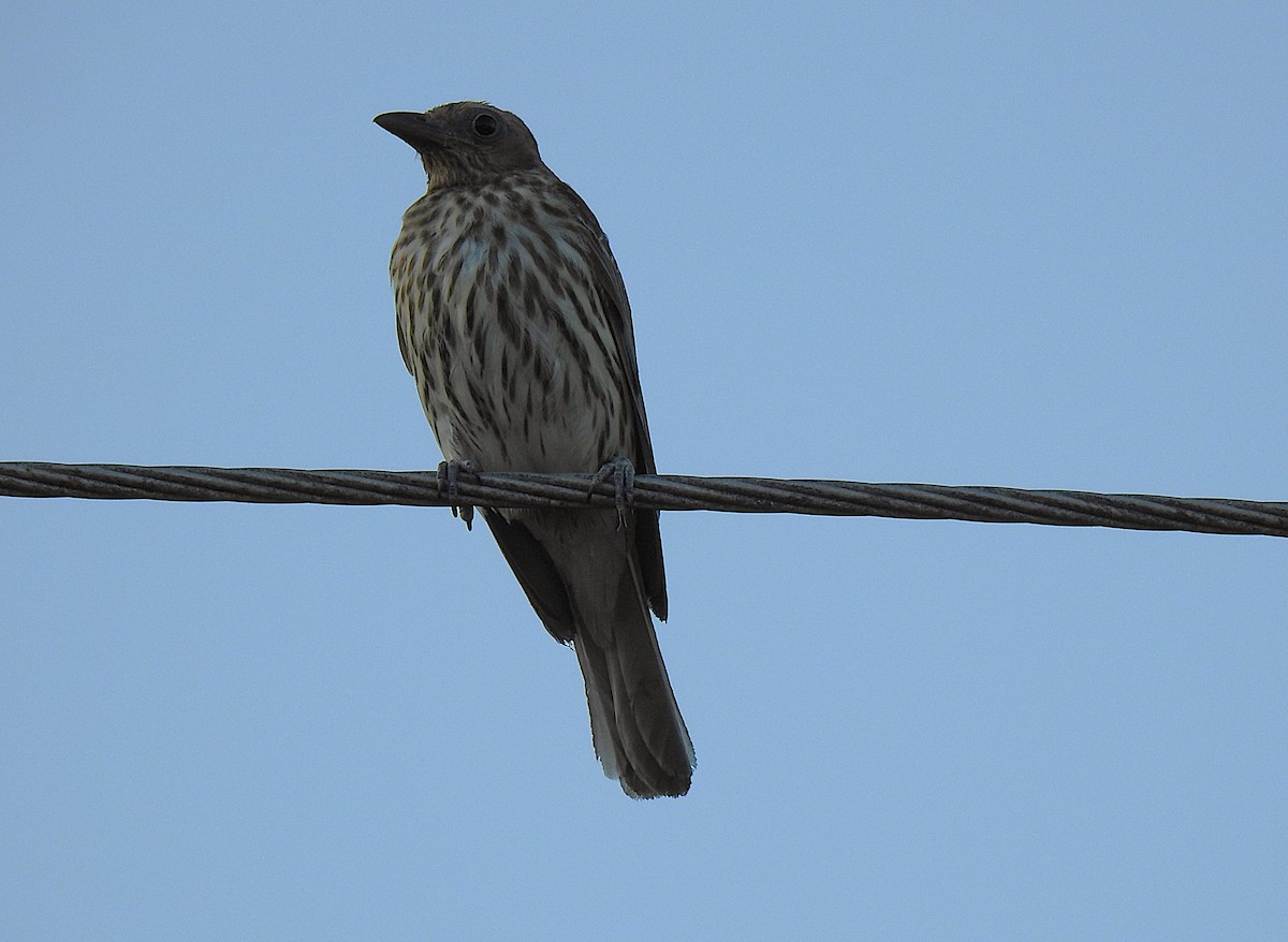 Australasian Figbird - ML645805407