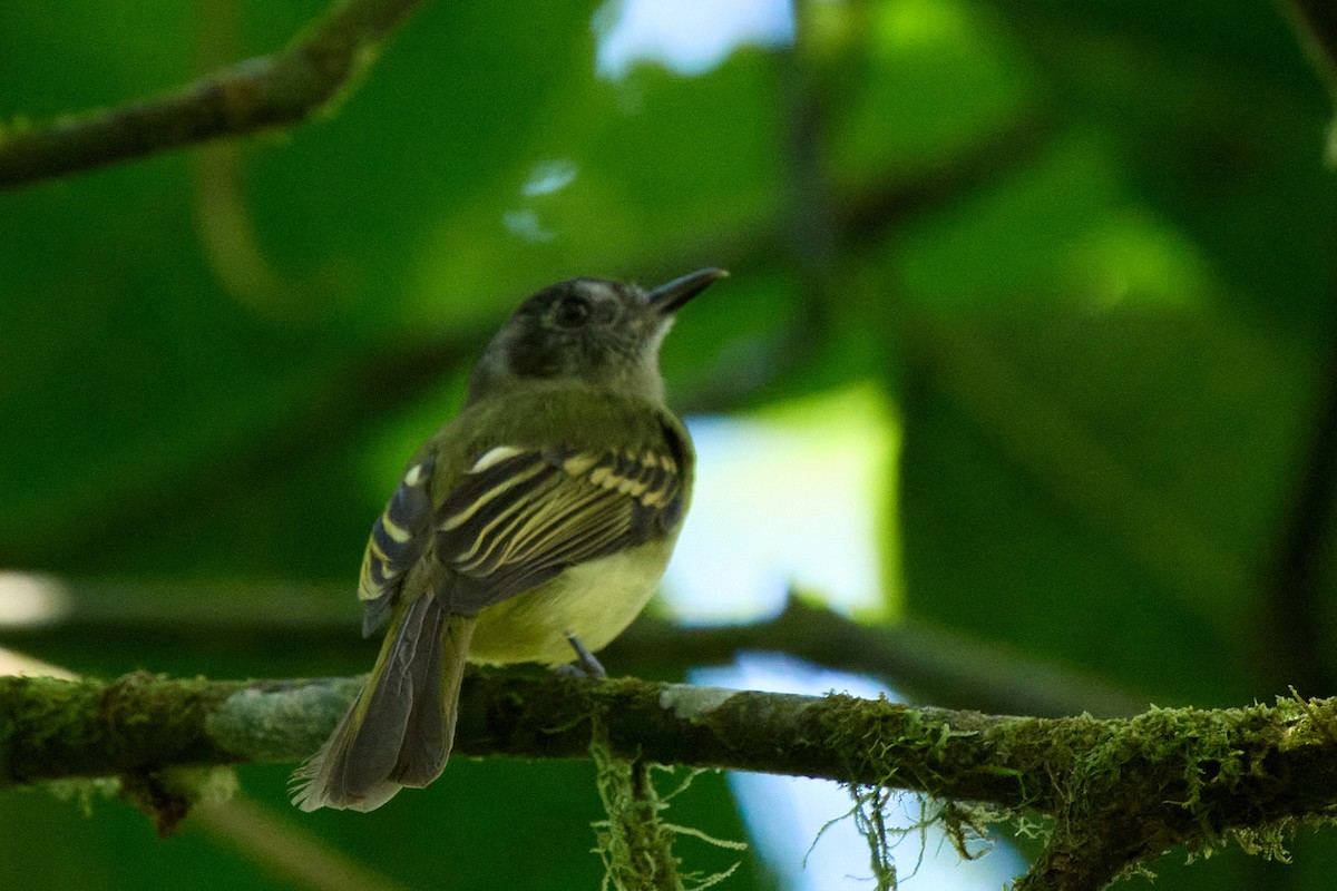 Slaty-capped Flycatcher - ML645805409