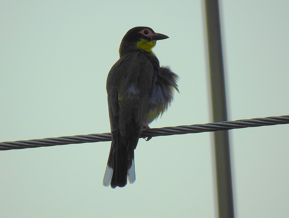 Australasian Figbird - ML645805414