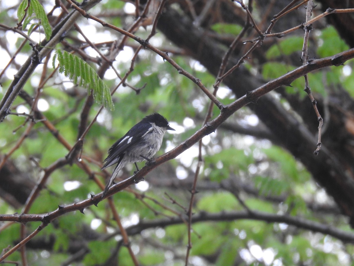 Fiscal Flycatcher - ML645805416