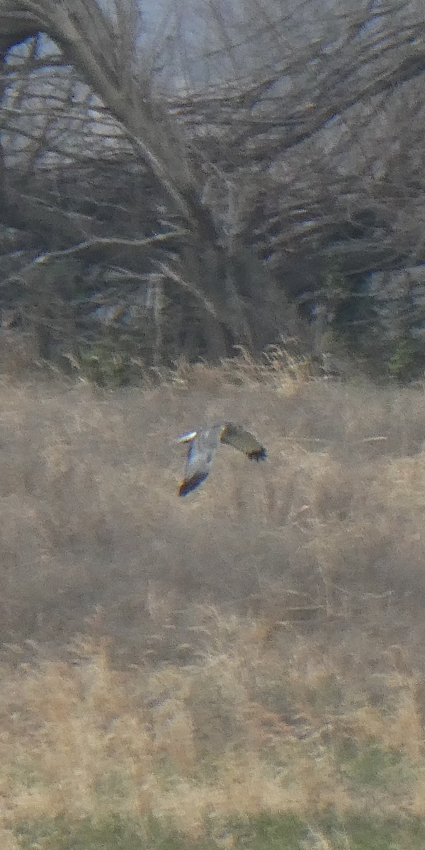 Northern Harrier - ML645805418