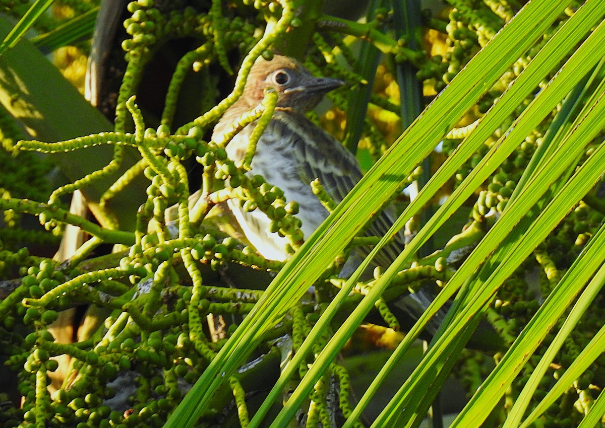 Australasian Figbird - ML645805420