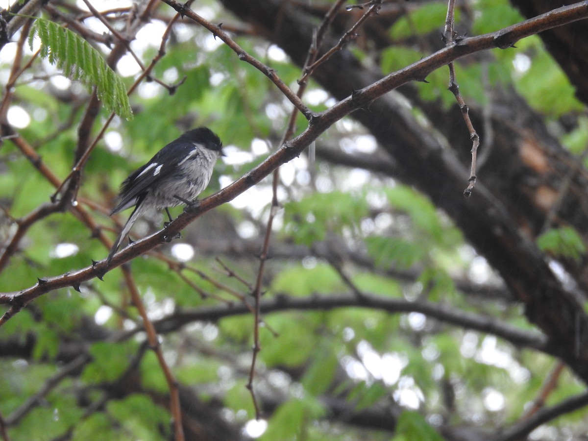Fiscal Flycatcher - ML645805421