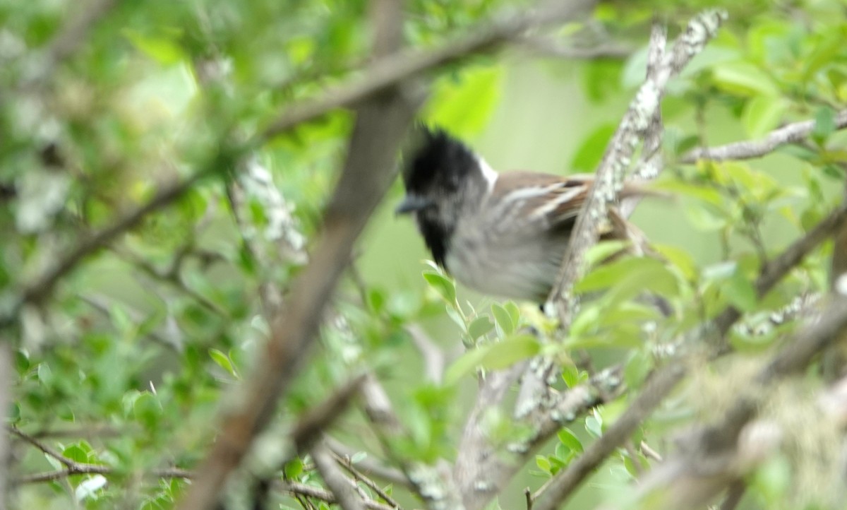 Collared Antshrike - ML645805423
