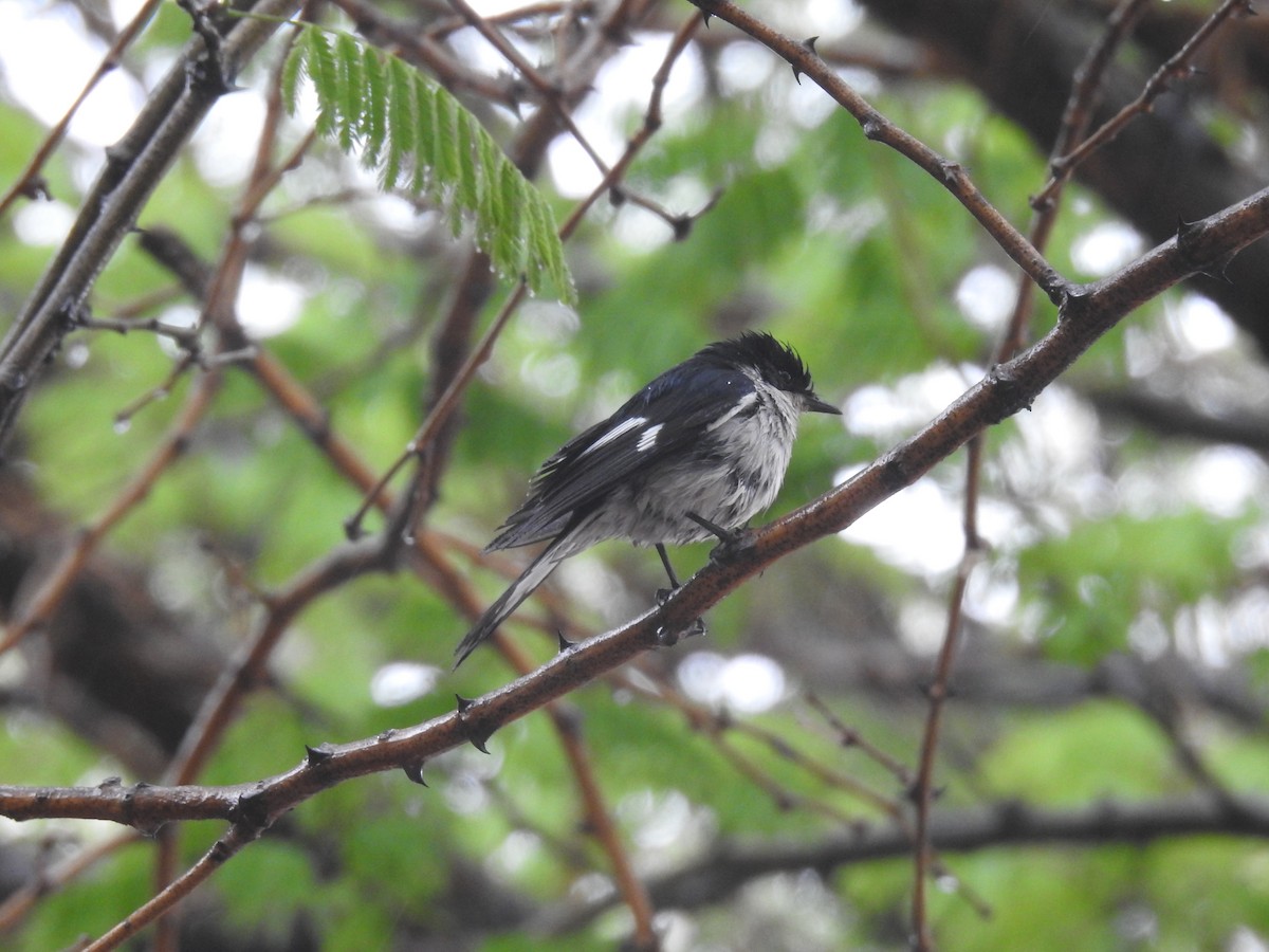 Fiscal Flycatcher - ML645805424