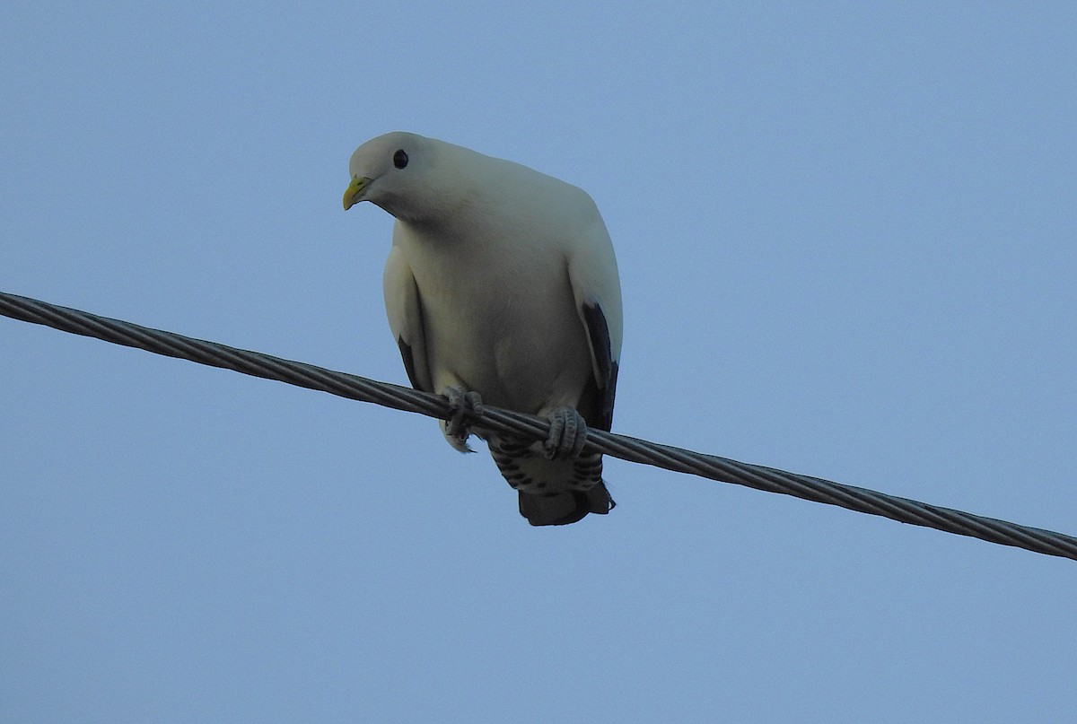 Torresian Imperial-Pigeon - ML645805429