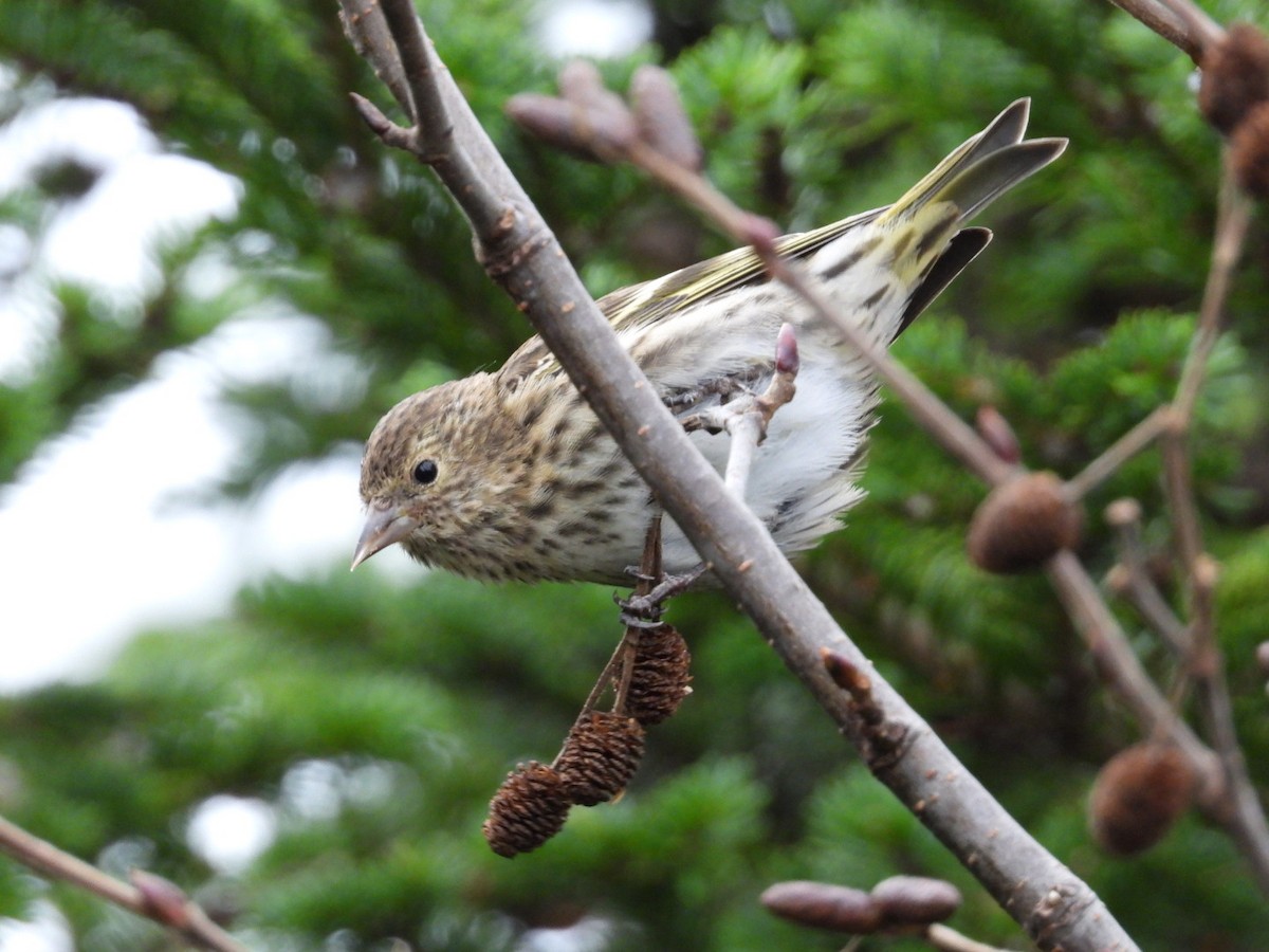 Pine Siskin - ML645805431