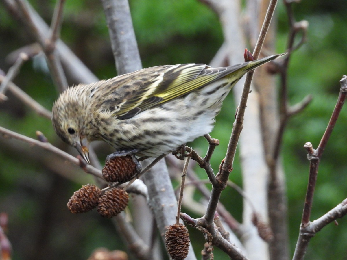 Pine Siskin - ML645805432