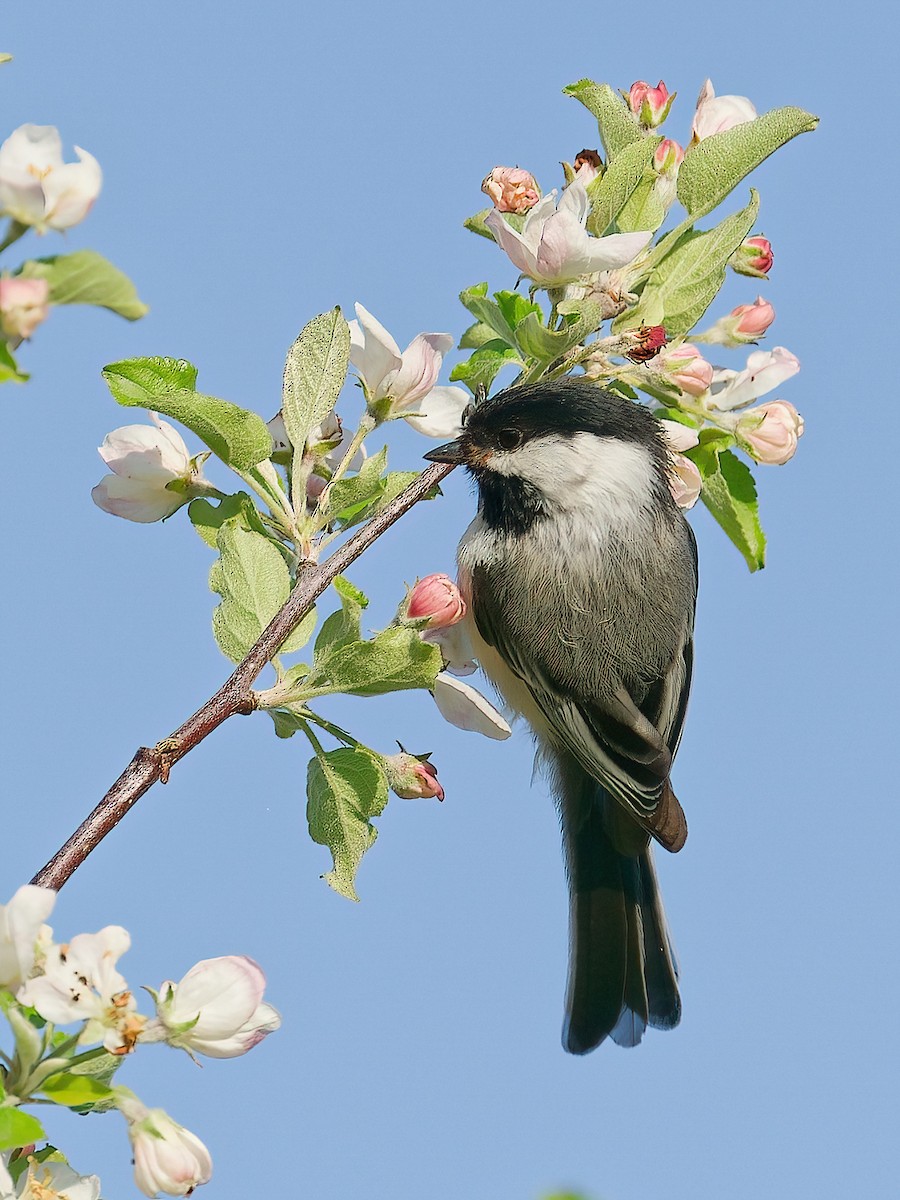 Black-capped Chickadee - ML645805449