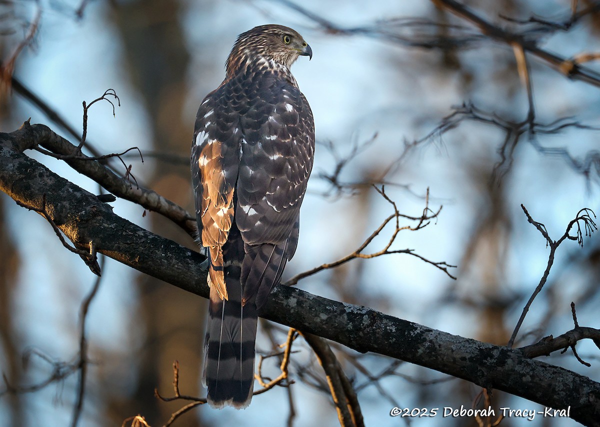 Cooper's Hawk - ML645805457