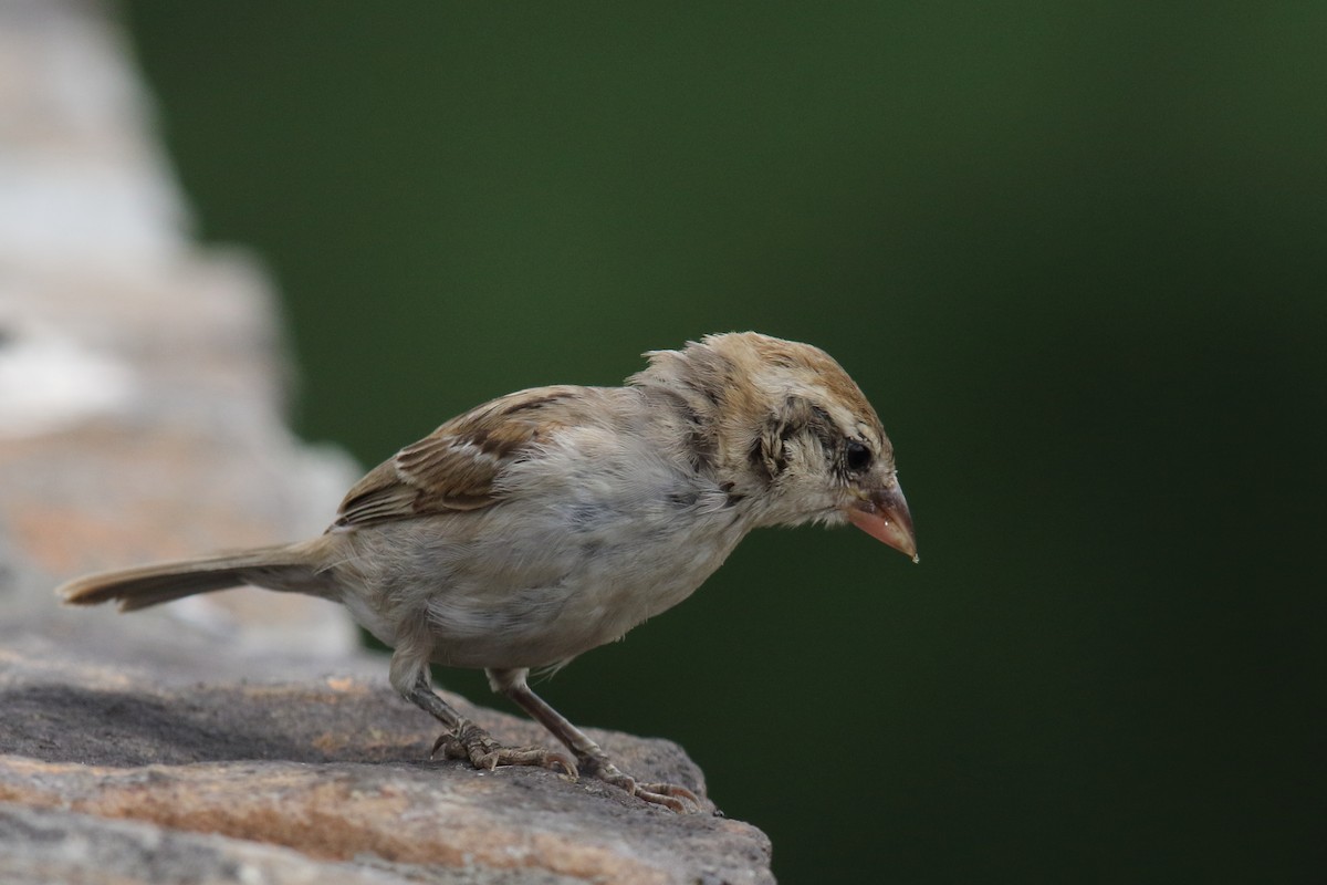 Cape Verde Sparrow - ML645805464