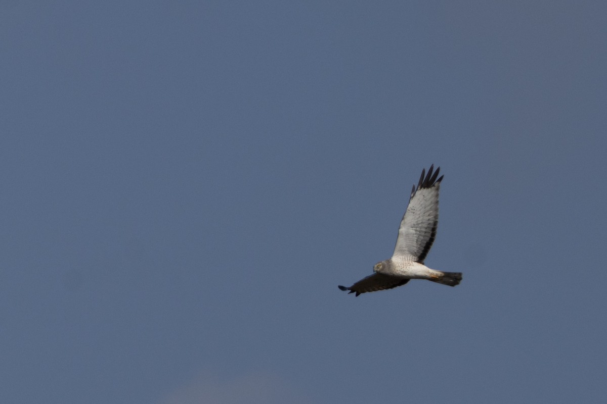 Northern Harrier - ML645805476