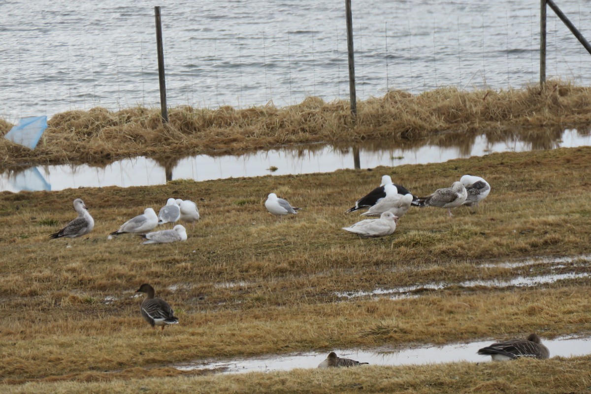 Gavión Hiperbóreo - ML645805478