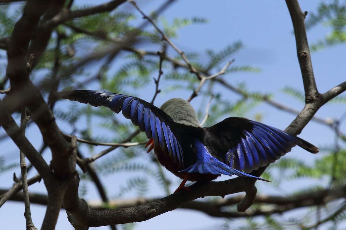 Martin-chasseur à tête grise - ML645805479