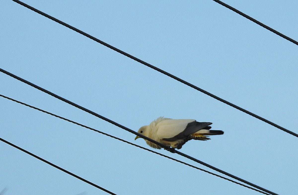 Torresian Imperial-Pigeon - ML645805483