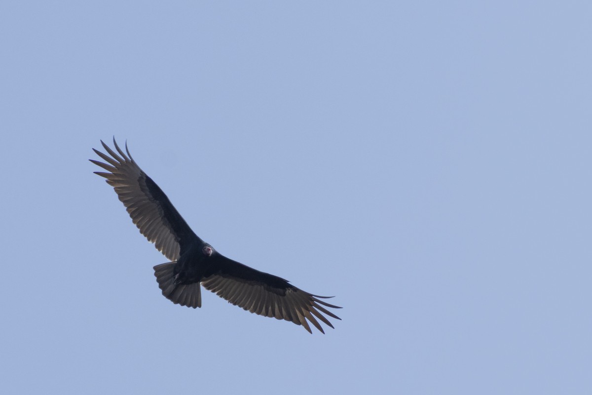 Turkey Vulture - ML645805484