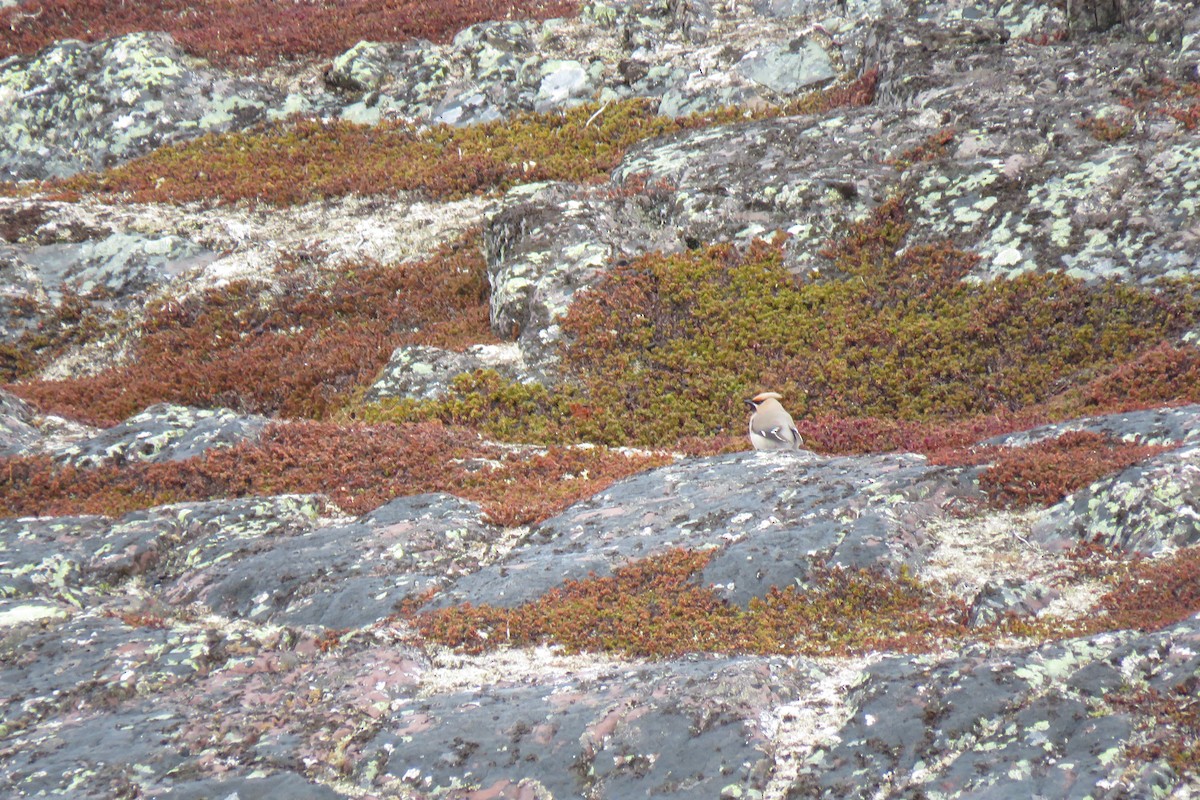 Bohemian Waxwing - ML645805491