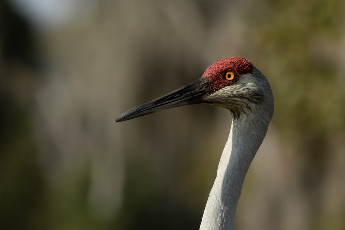 沙丘鶴 - ML645805497