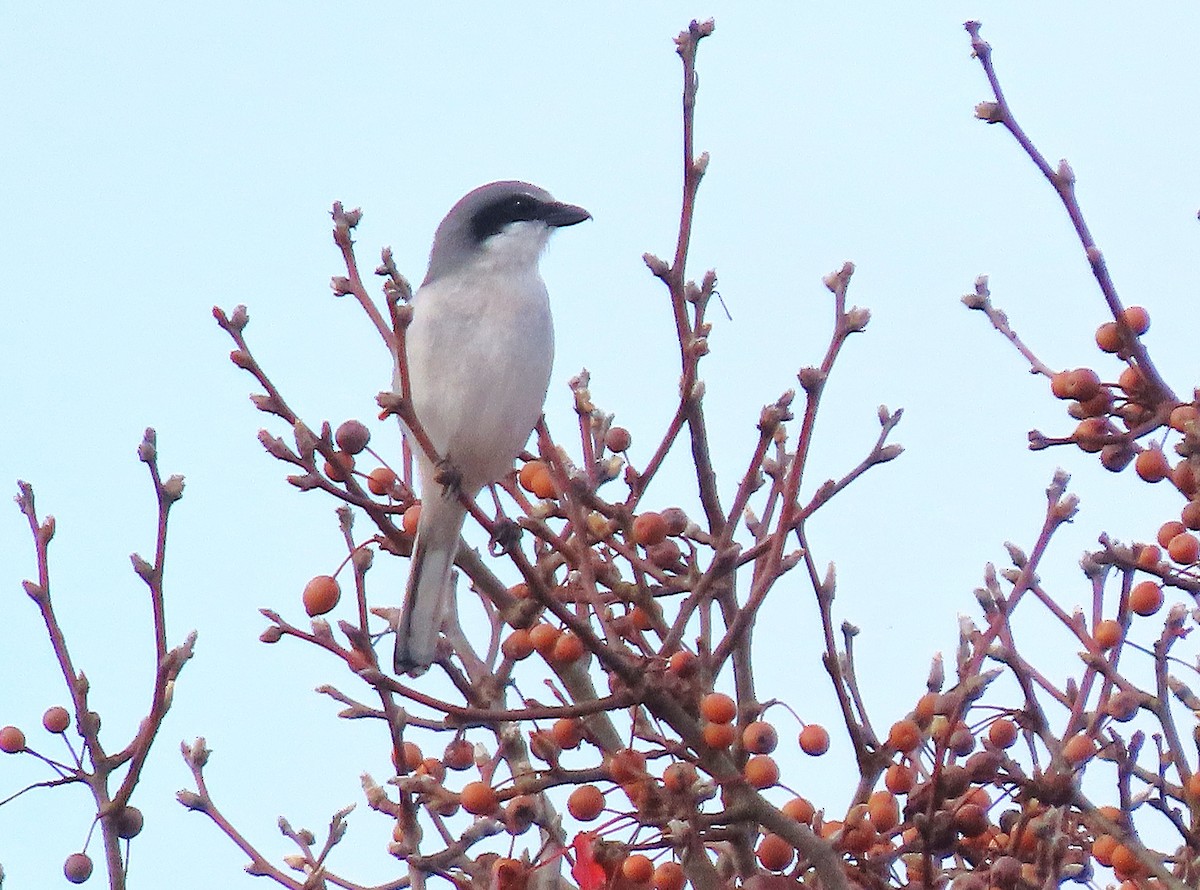 Loggerhead Shrike - ML645805499
