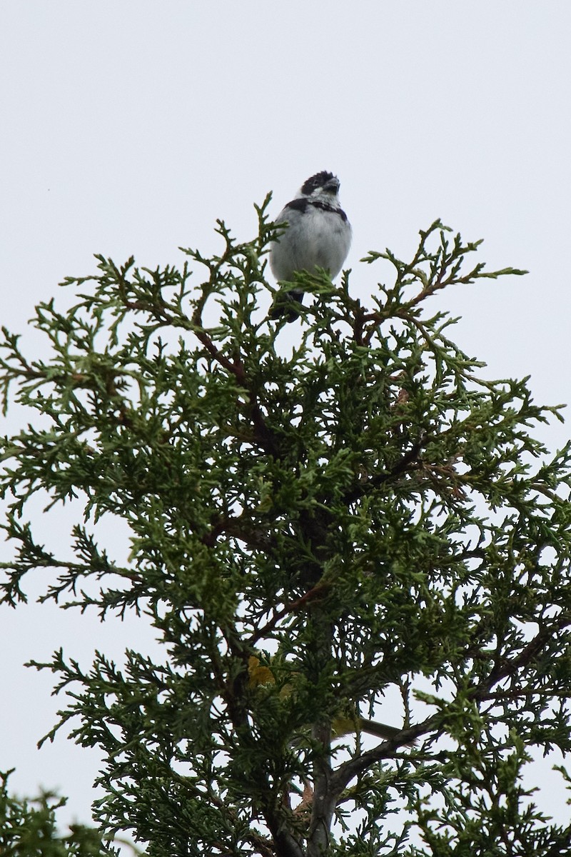 Variable Seedeater - ML645805520