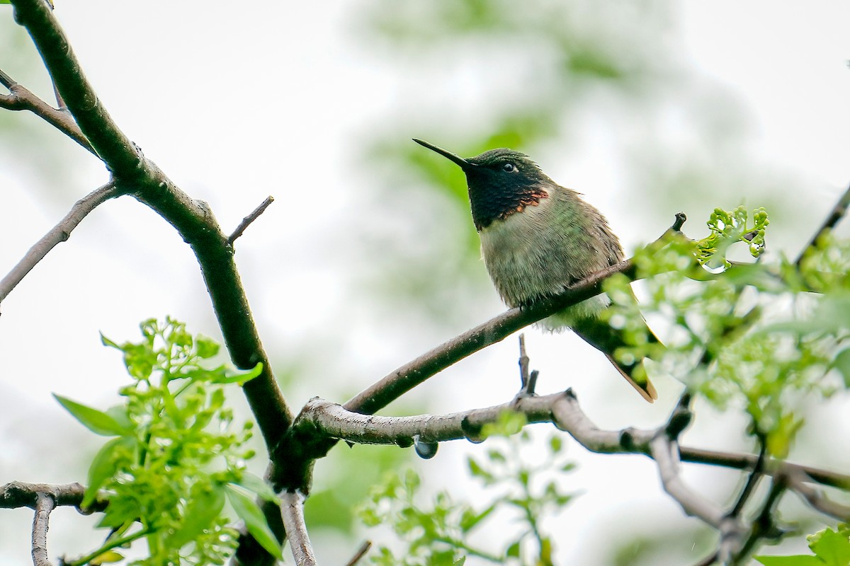 Ruby-throated Hummingbird - ML645805532