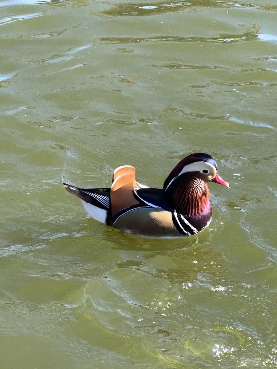 鴛鴦 - ML645805549