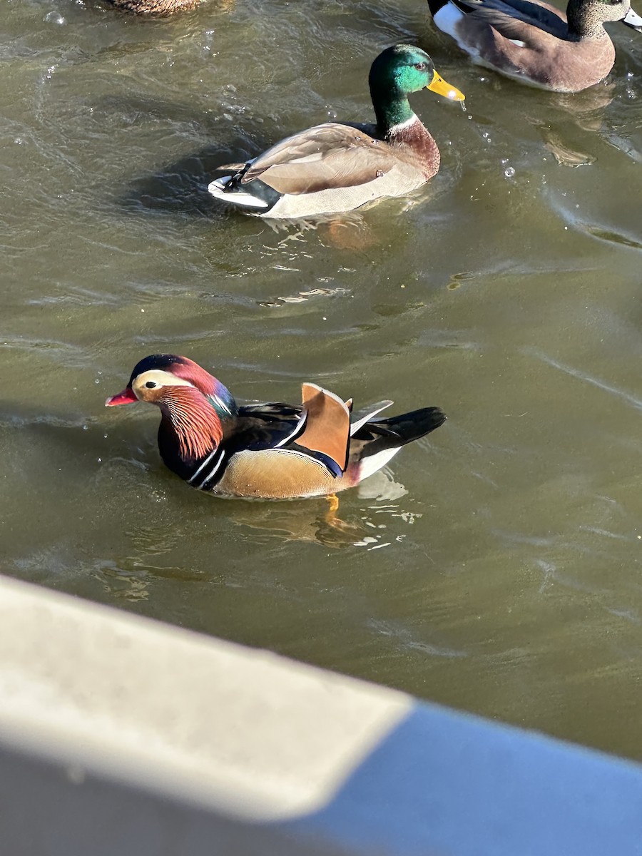 鴛鴦 - ML645805556