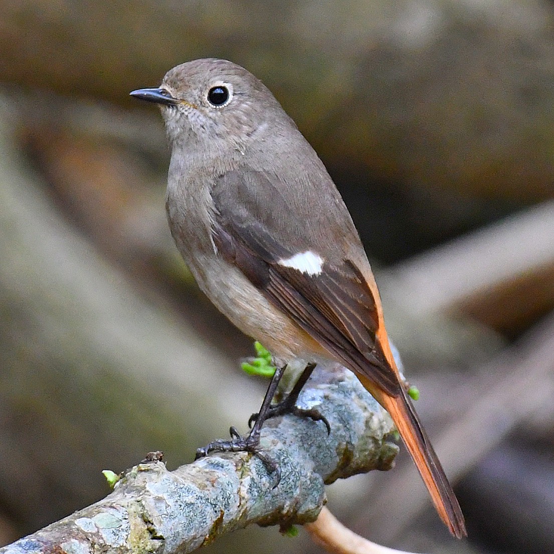 חכלילית סיבירית - ML645805559