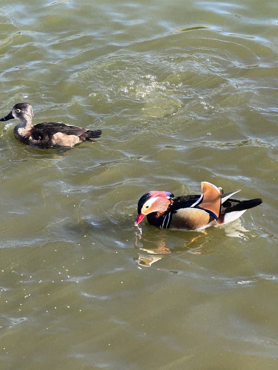 鴛鴦 - ML645805560