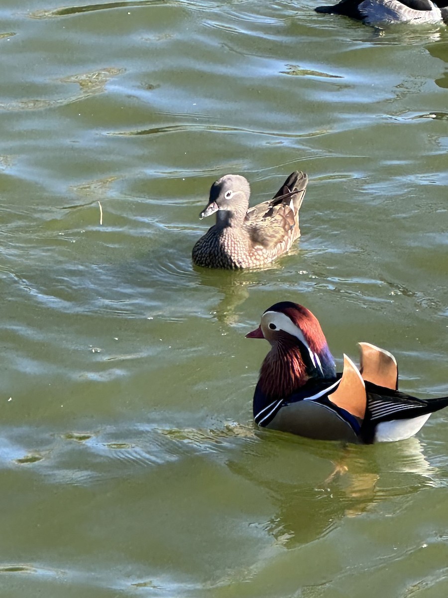 鴛鴦 - ML645805566