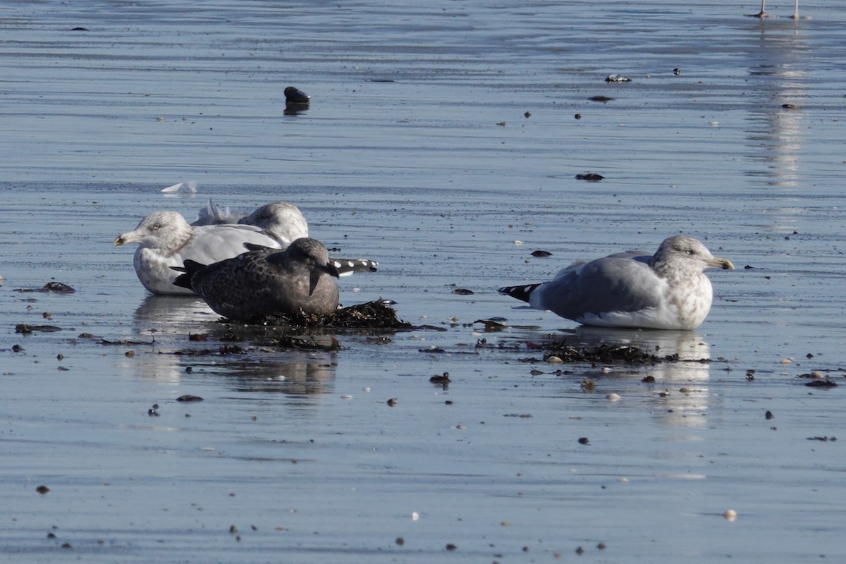 American Herring Gull - ML645805571