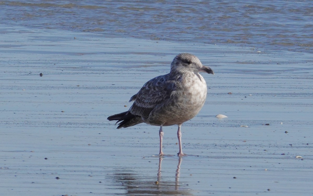 American Herring Gull - ML645805579