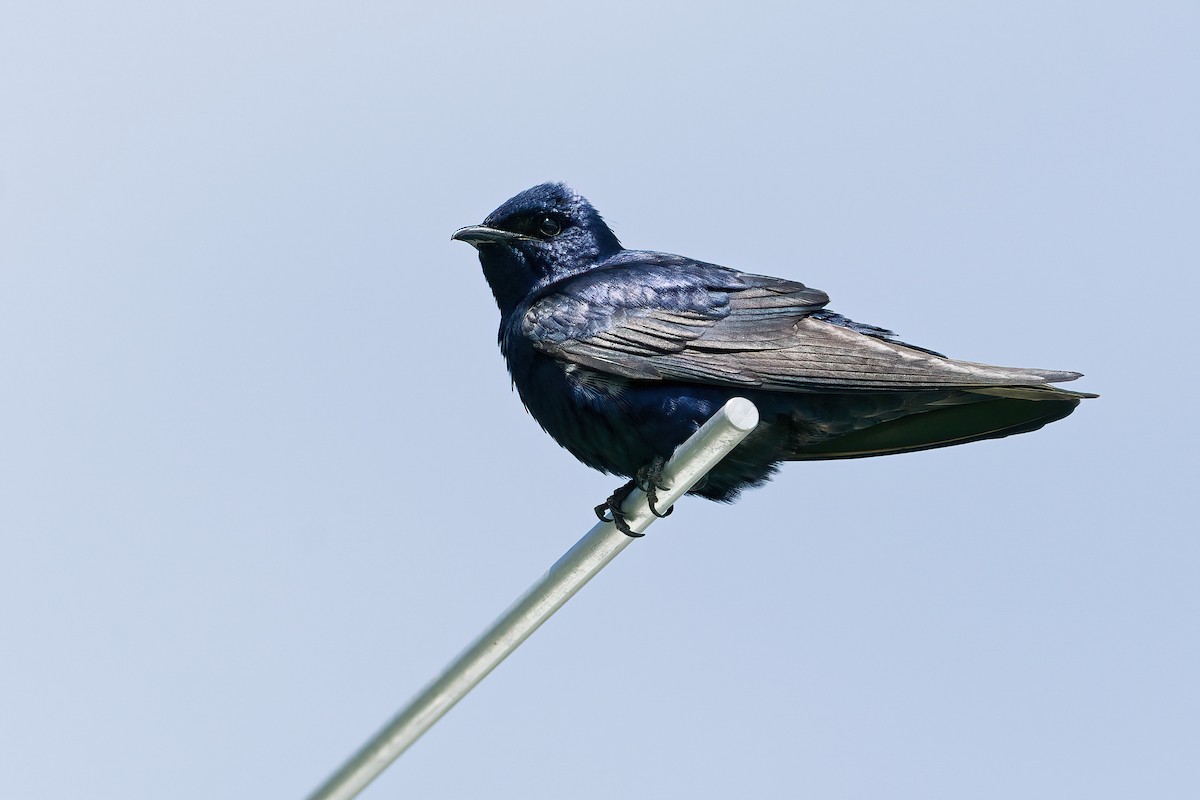 Purple Martin - ML645805582