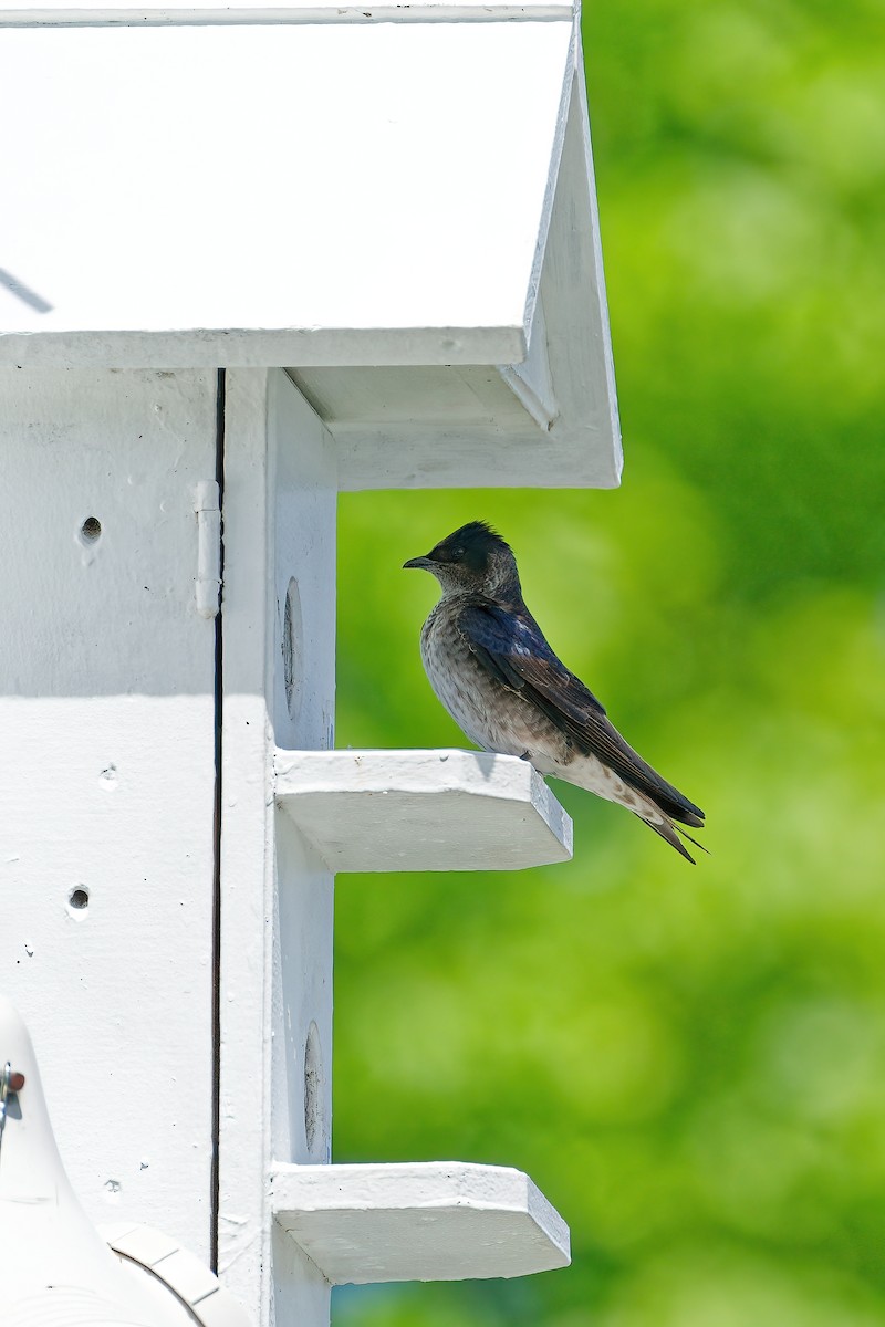 Purple Martin - ML645805583
