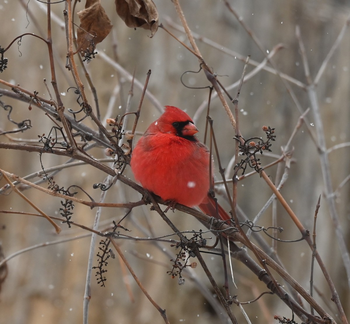 Northern Cardinal - ML645805585