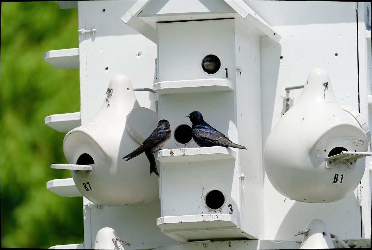 Purple Martin - ML645805586