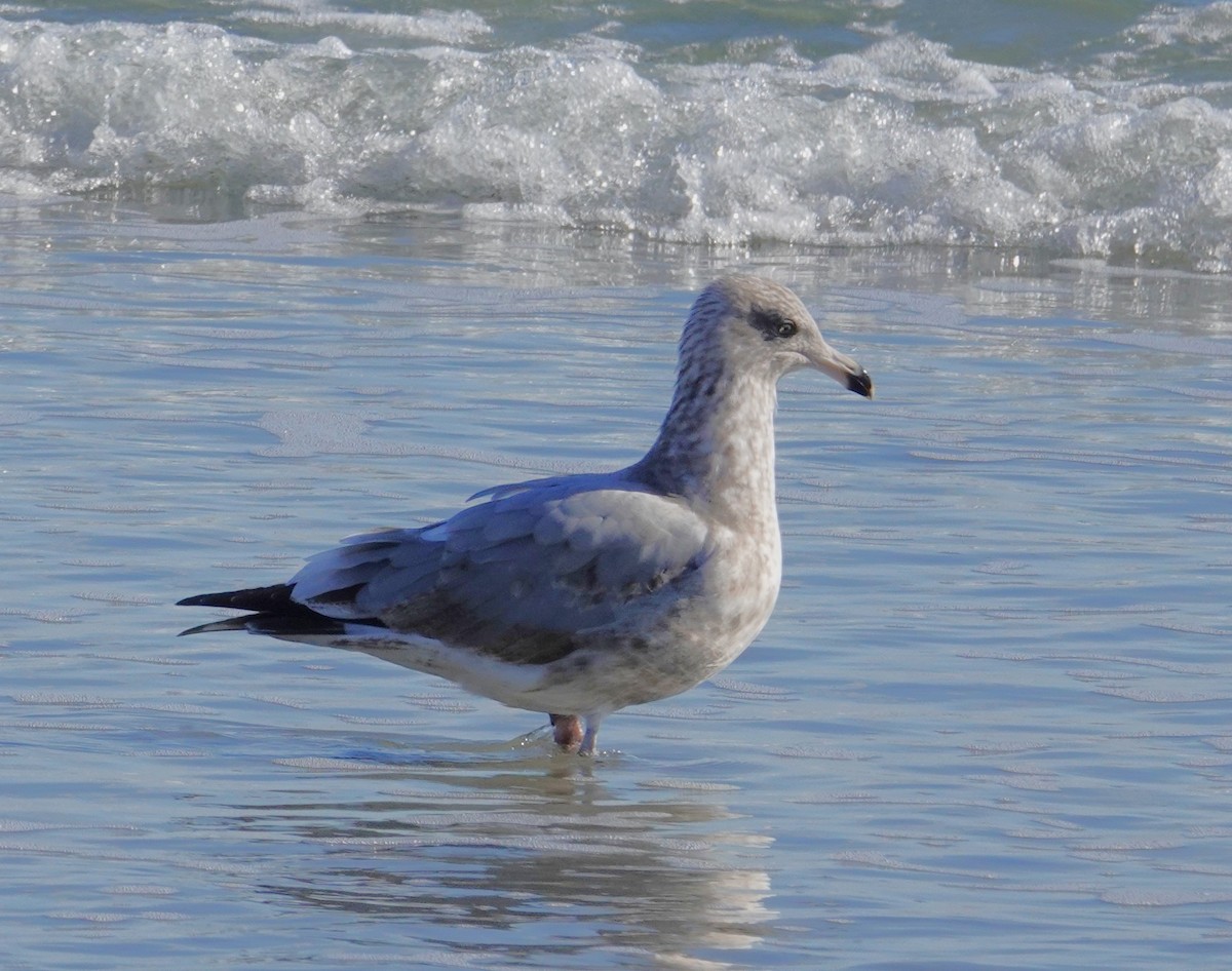 American Herring Gull - ML645805590