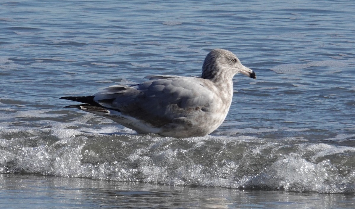 American Herring Gull - ML645805593