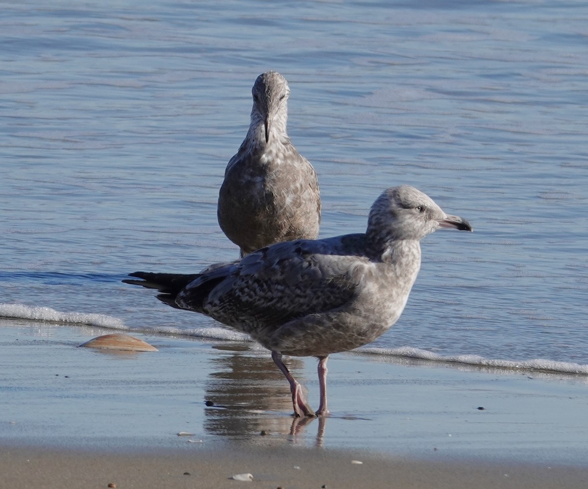 American Herring Gull - ML645805597