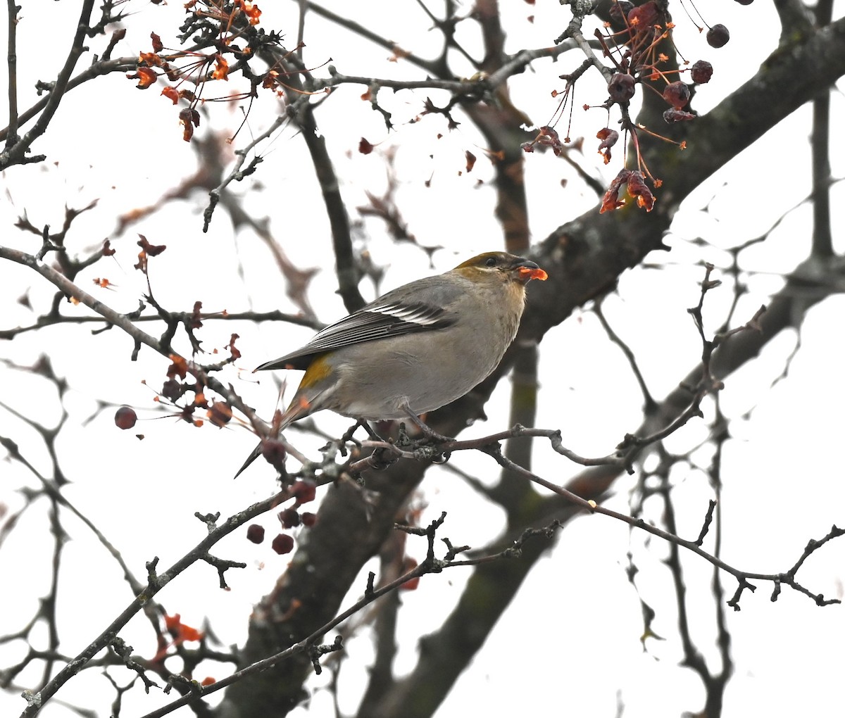 Pine Grosbeak - ML645805599