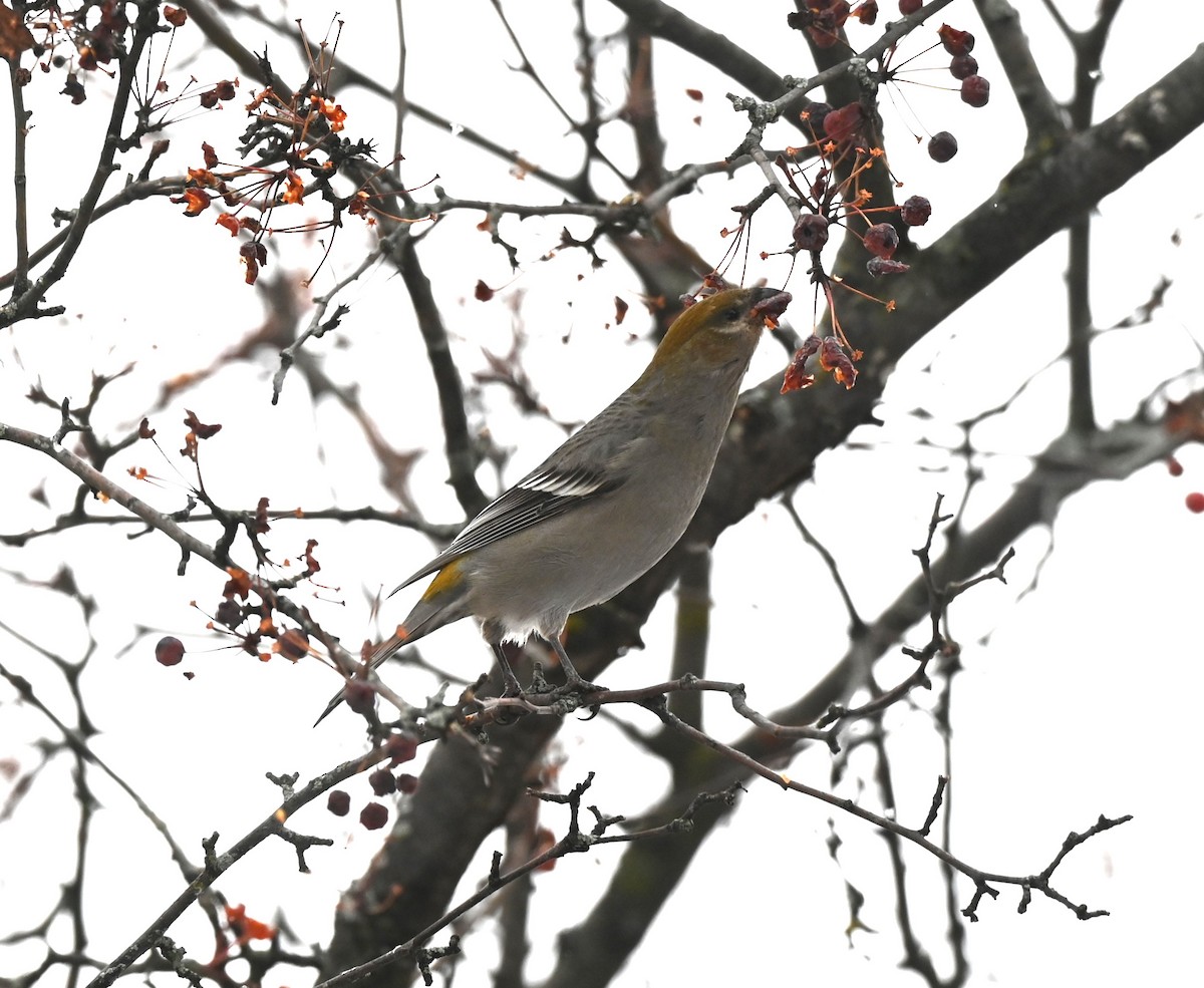 Pine Grosbeak - ML645805600