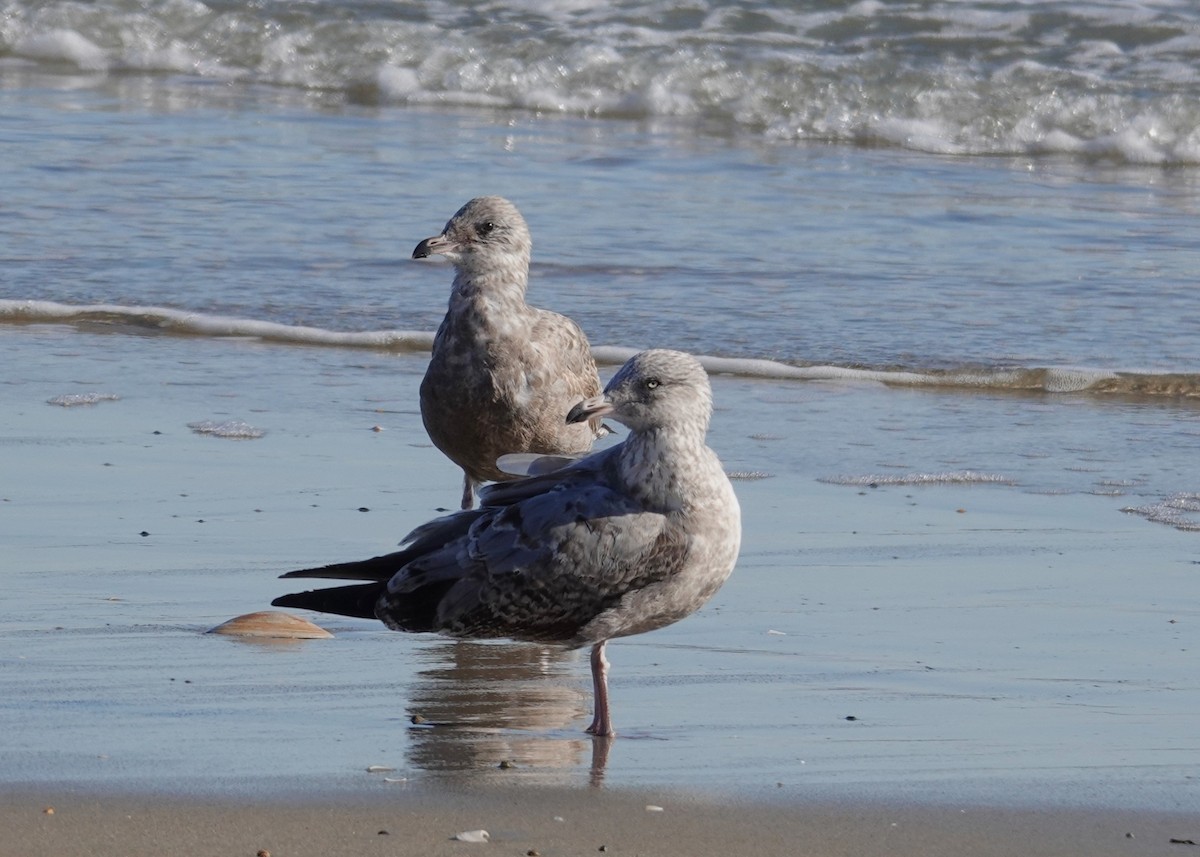 American Herring Gull - ML645805606