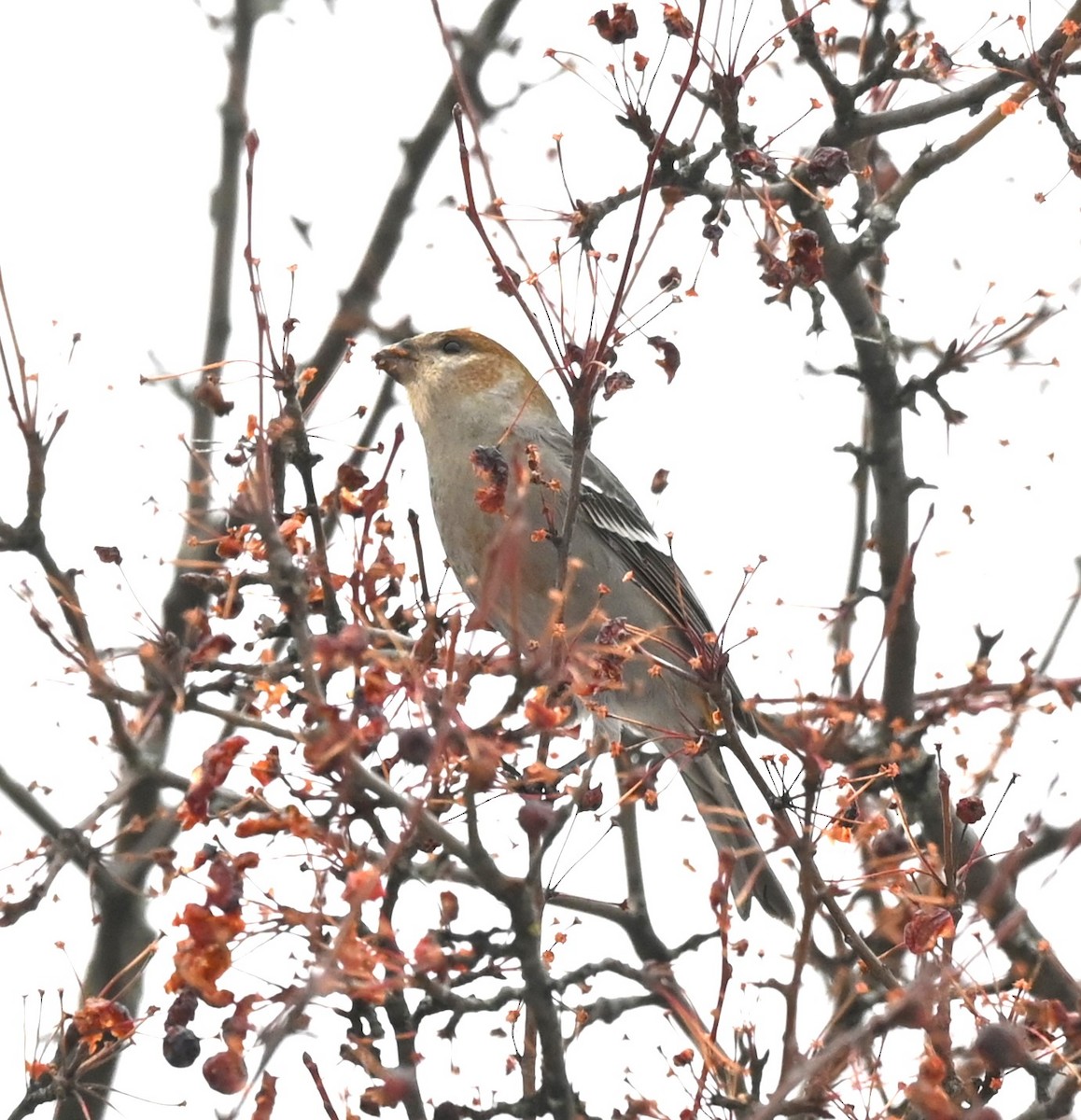 Pine Grosbeak - ML645805610